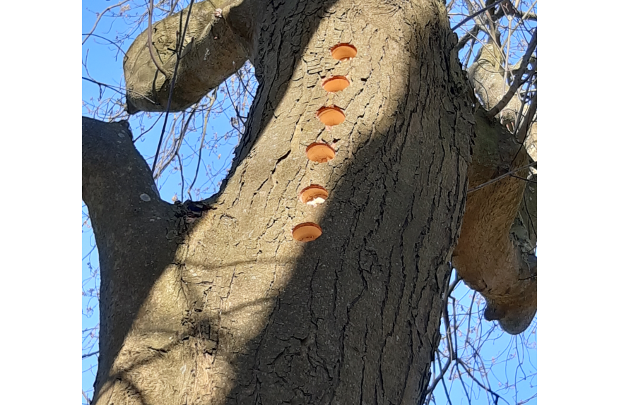 Foto af efterligning af spættehuller i træ
