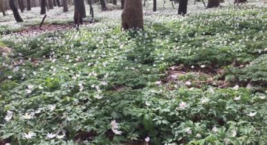 Skovbund med anemoner i april