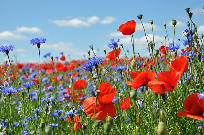 Mark med valmuer og kornblomster