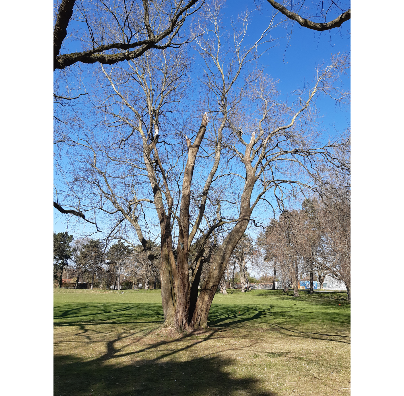 Foto af veteraniseret af træ