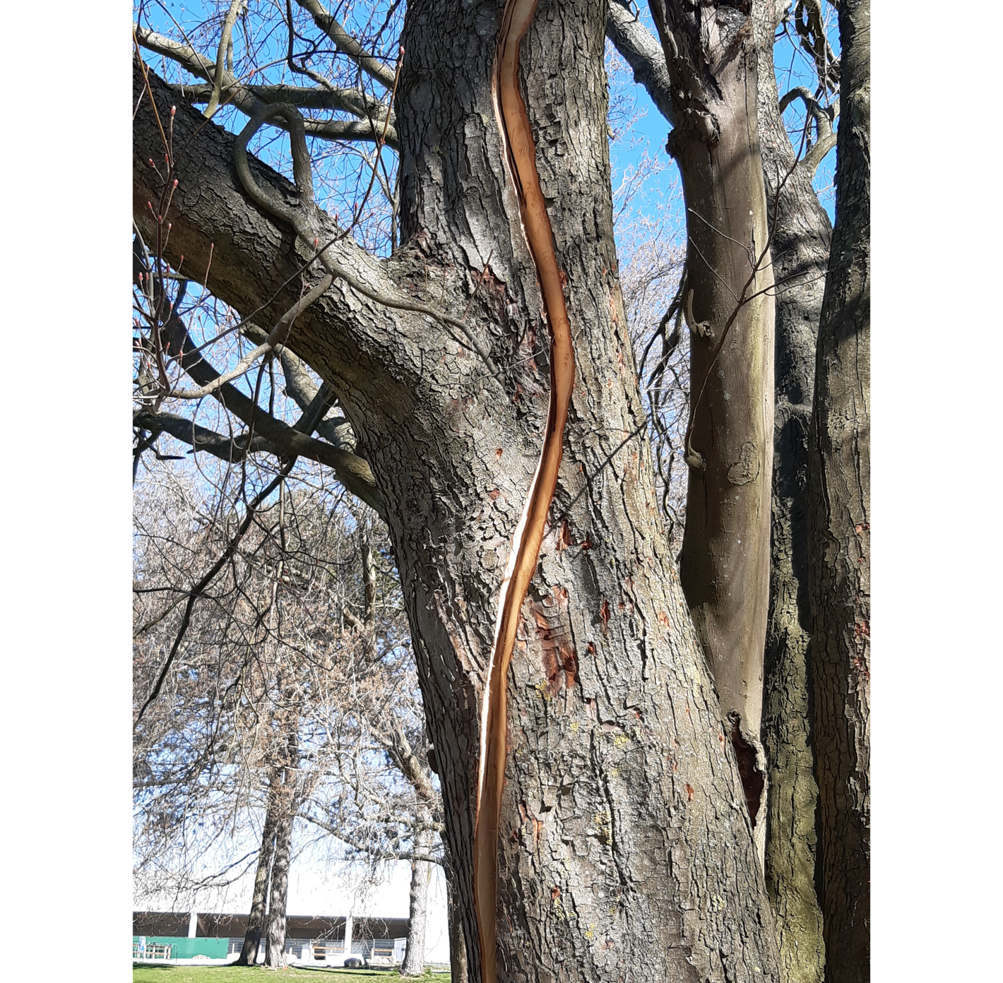 Foto af efterligning af lynnedslag i træ