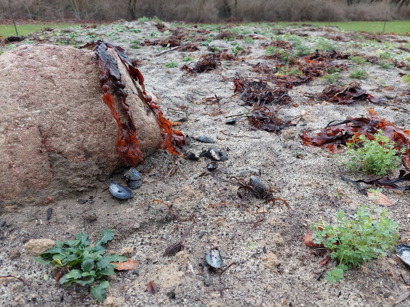Foto af strandbiotop