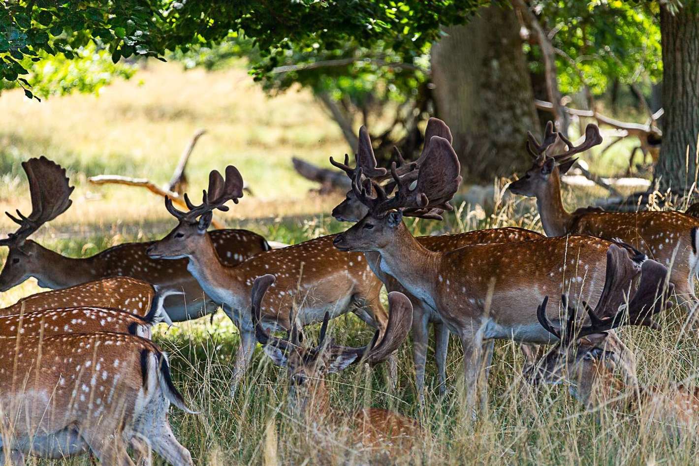 Fra Lundtofte station er der cirka 17-18 minutters gåtur til Dyrehaven.