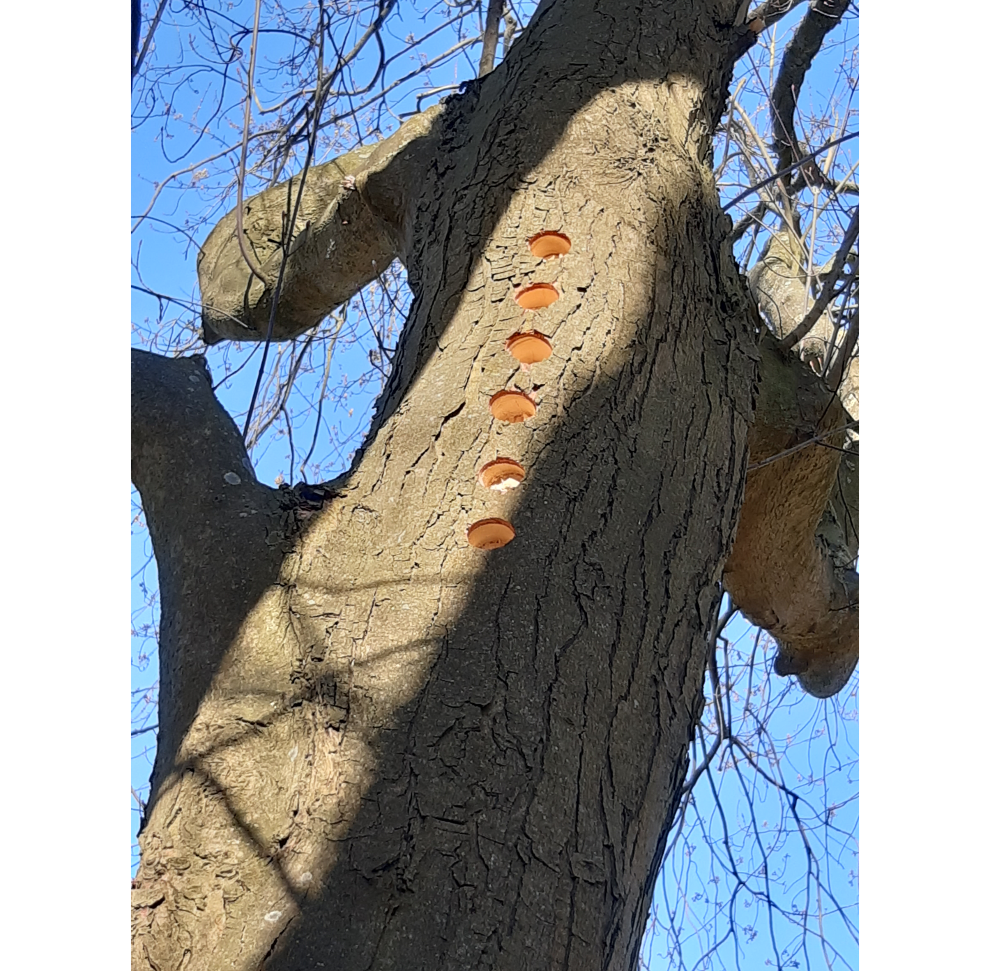 Foto af efterligning af spættehuller i træ