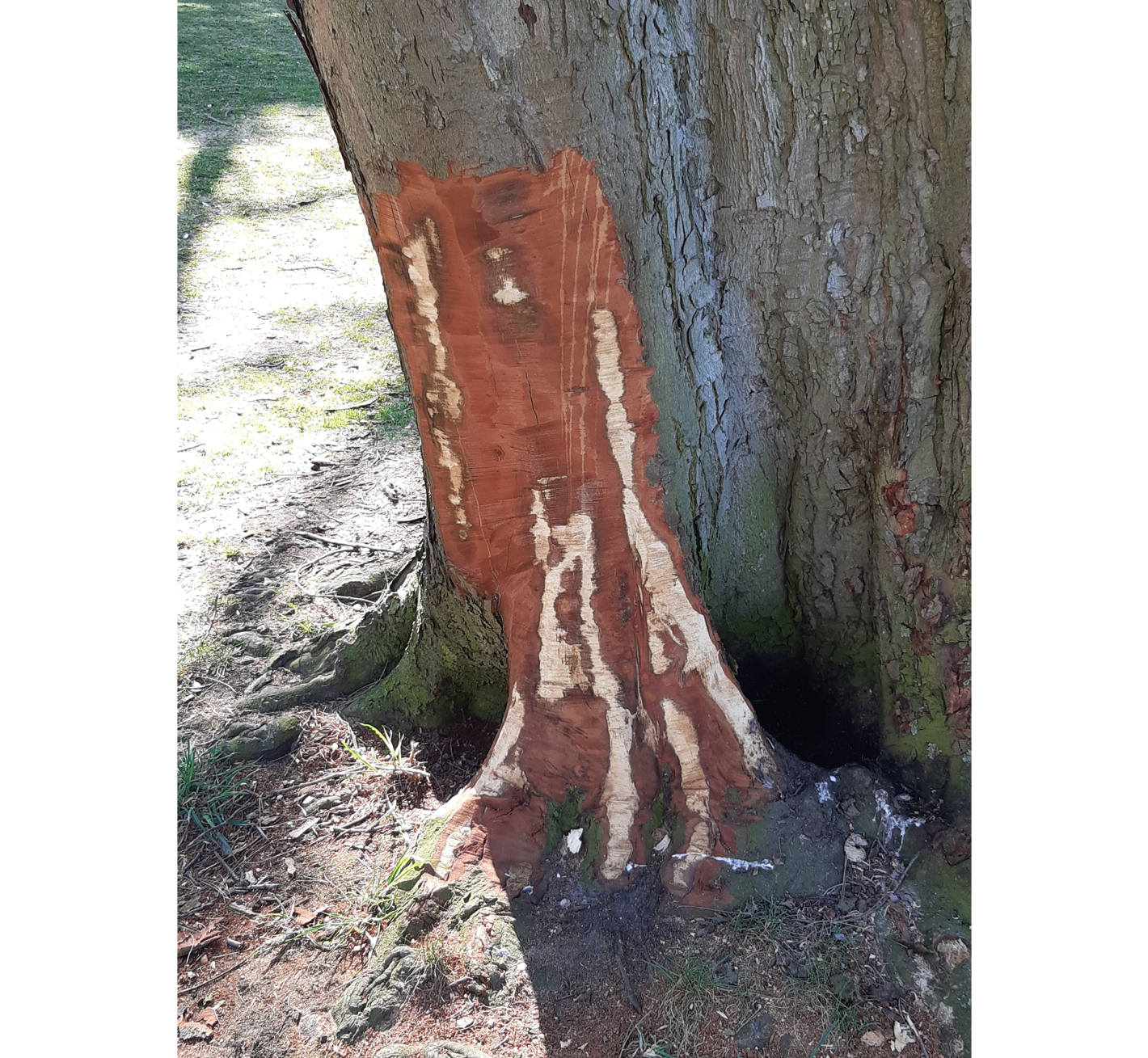 Foto af hesteskrab