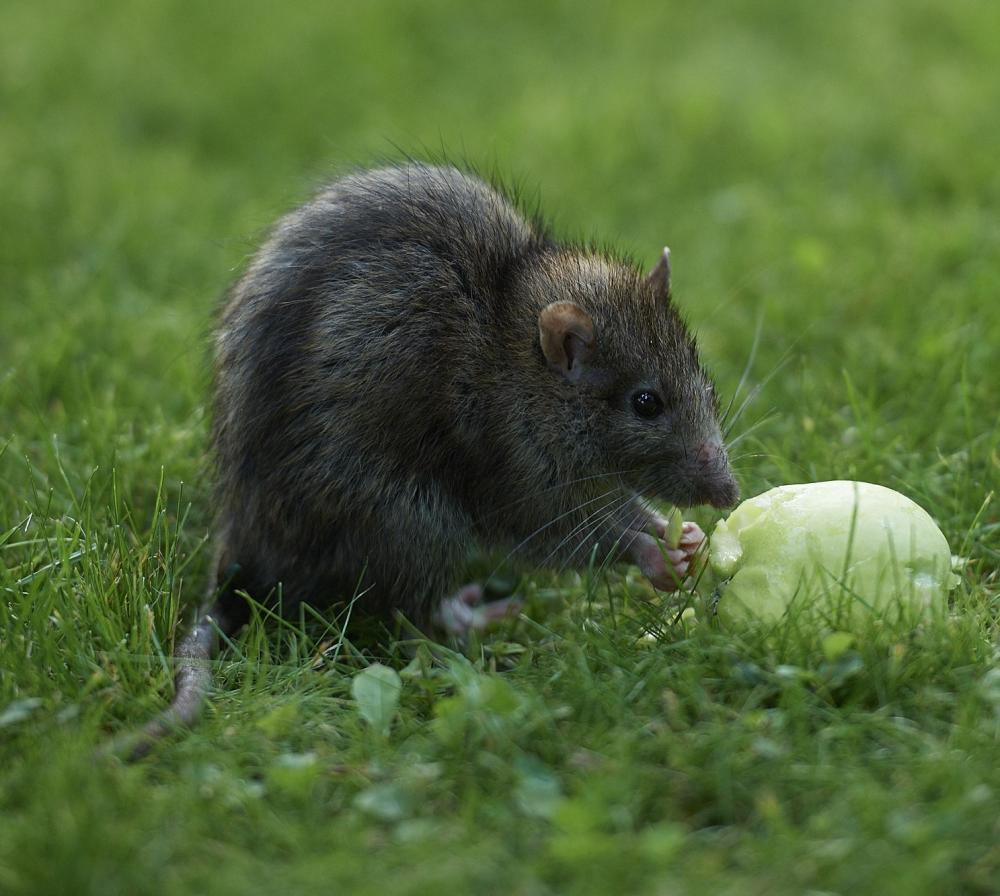 Rotte spiser nedfaldsfrugt