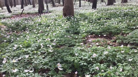Skovbund med anemoner i april