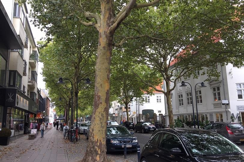 Plantantræer på Lyngby Hovedgade
