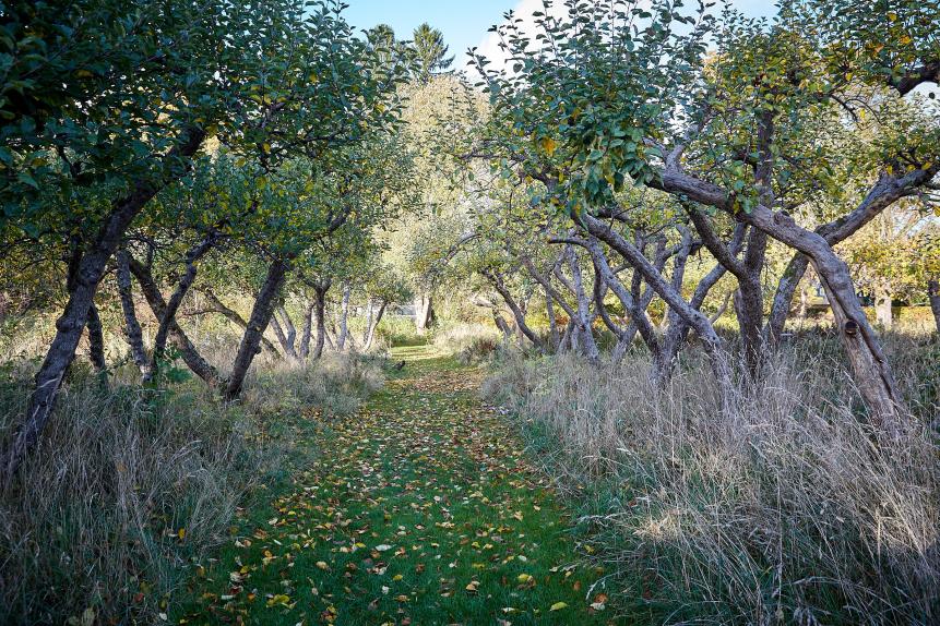 Kaningårdens æbleplantage - De gamle æbletræer