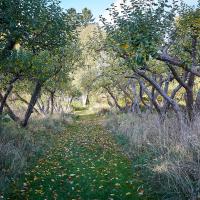 Kaningårdens æbleplantage - De gamle æbletræer