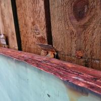 Rustne søm rådhus ude kobberfacade