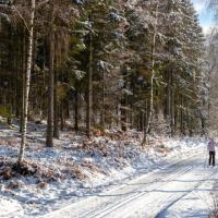 Skiløber i snelandskab i Gribskov